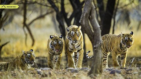 Ranthambore National Park | Treks and Trails India