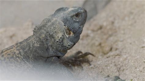 5 Fun Facts About the Chuckwalla - YouTube