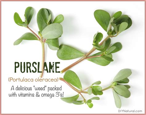 Purslane (Portulaca Oleracea) An Edible and Nutritious Plant