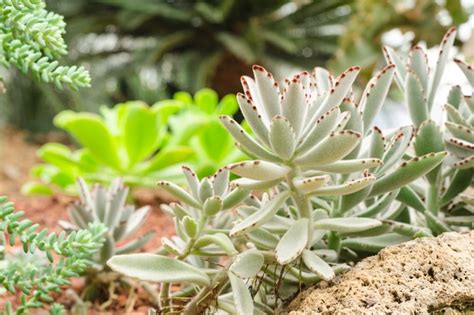 Succulents for shade - BBC Gardeners World Magazine