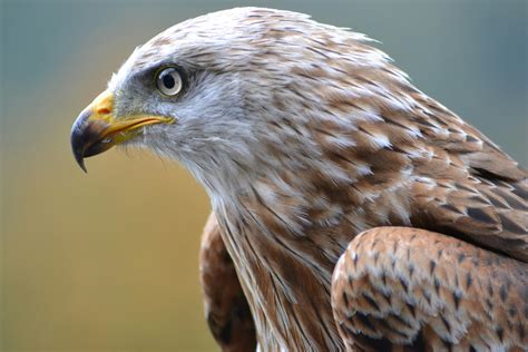 Close-Up Photography of Brown Vulture · Free Stock Photo