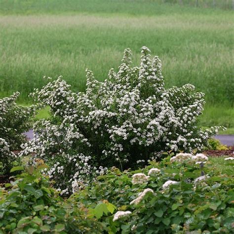 Wedding Cake® Bridal Wreath Spirea | Great Garden Plants | Plate bande