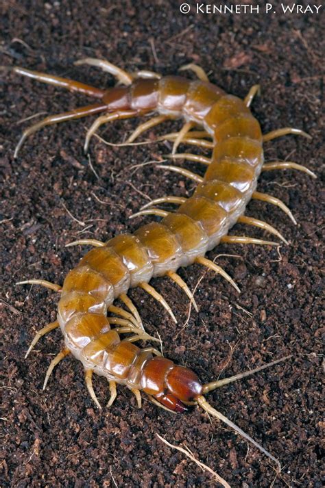 17 Best images about Scolopendra on Pinterest | Museums, Animals and ...