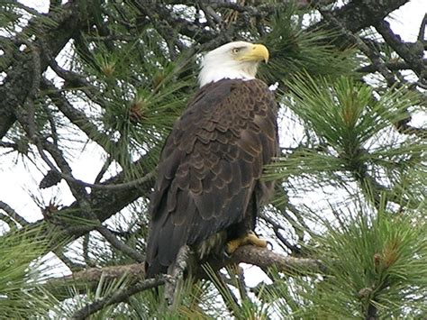 Idaho's Top Eagle Watching Spots | Visit Idaho