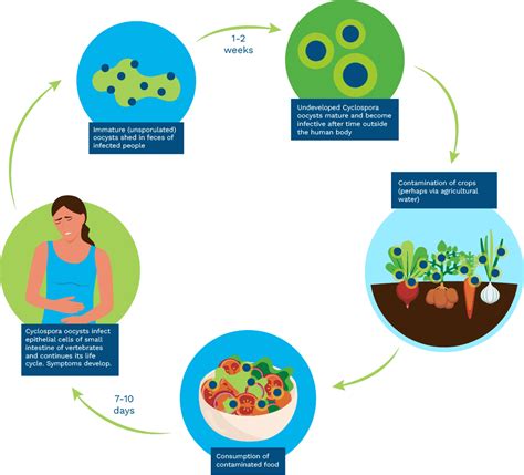 The ABCs of Cyclospora | Mérieux NutriSciences