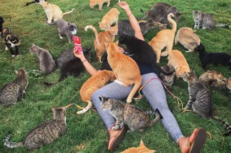 The ultimate cat lover's holiday where you can play with hundreds of cats on Hawaiian island ...