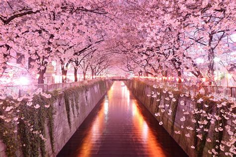 Japan Cherry Blossom Wallpaper - Japanese Spring Flowers Pink Striped ...