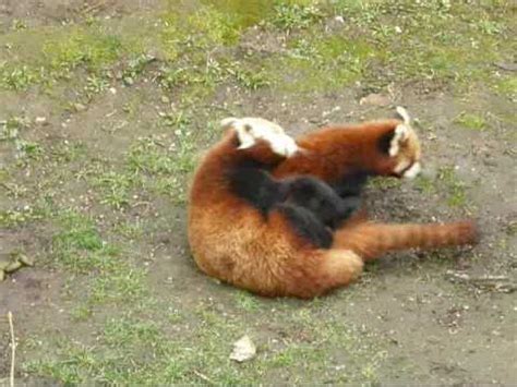 little Red Pandas mating - YouTube