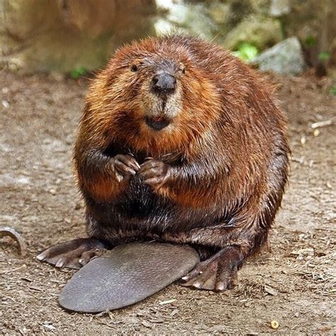 Beaver attack - Wikipedia
