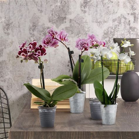 Color Orchids