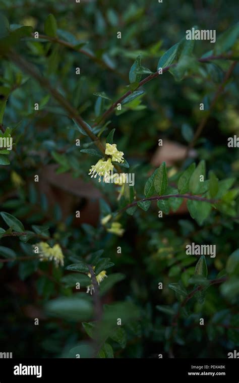 Lonicera nitida plant Stock Photo - Alamy