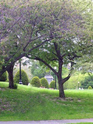 boston common tree | greenbeangirl74 | Flickr