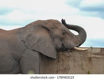 Elephants Kruger National Park Stock Photo 1789403123 | Shutterstock