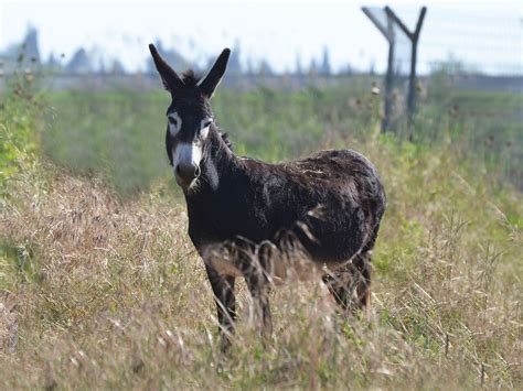 Donkeys for Sale