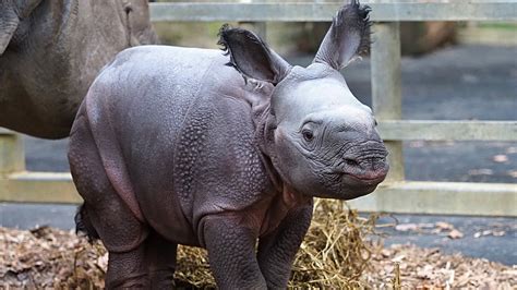 Baby Rhinoceros