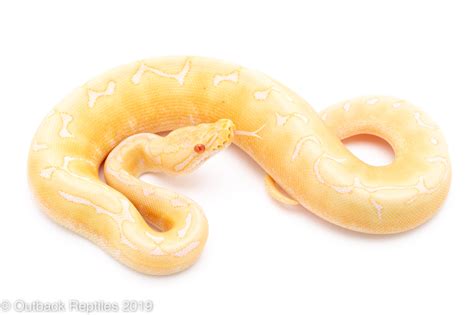 Albino Spider | Outback Reptiles