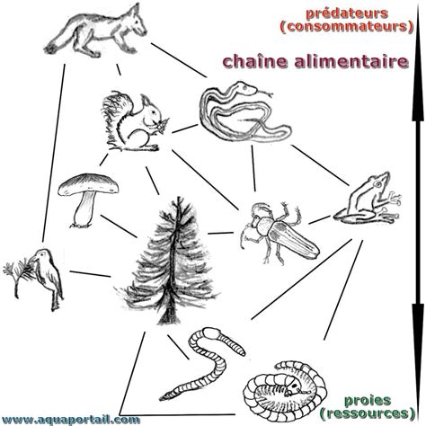 Chaîne alimentaire: définition et explications