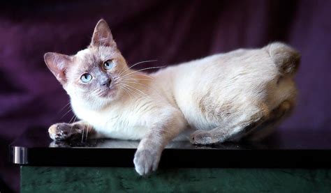 Breed Review: Mekong Bobtail (15 Pics) - PetTime