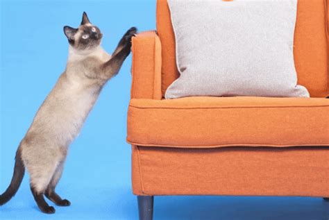 Cat GIF by mammamiacovers - Find & Share on GIPHY