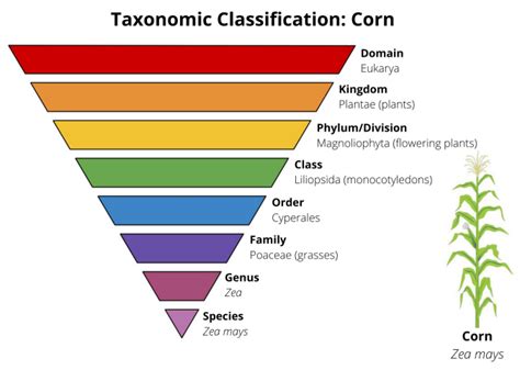 Science 101: Plant Classification