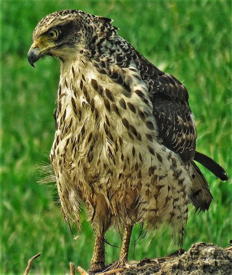 Birds of India – Comfort Bird Tour India.