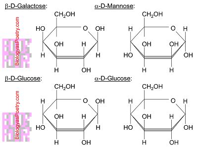 Hexose - Biology As Poetry