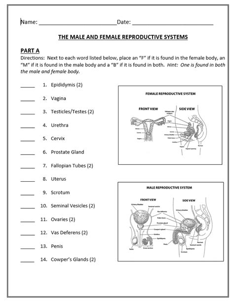 Parts Of Female Reproductive System Worksheet