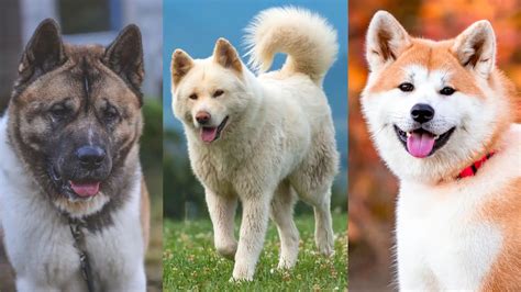 Akita Chow Husky Mix