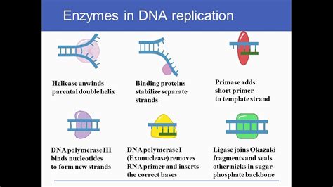 DNA Replication | enzymes and Proteins involved in DNA replication and ...