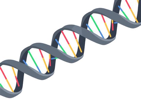 Flexi answers - What types of bonds hold dna double helix? | CK-12 Foundation