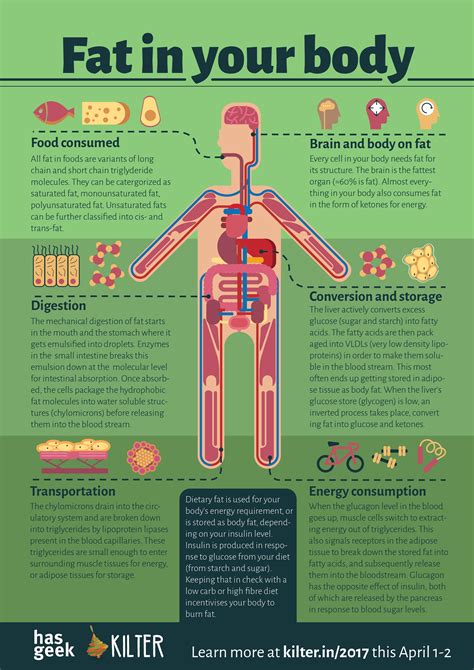 Fat in your body. What’s the connection between fat in… | by Kiran ...