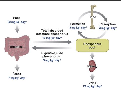 Figure 1 from Hyperphosphatemia Management in Patients with Chronic ...