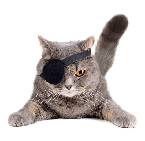 130+ Eye Patch For Cats Stock Photos, Pictures & Royalty-Free Images ...