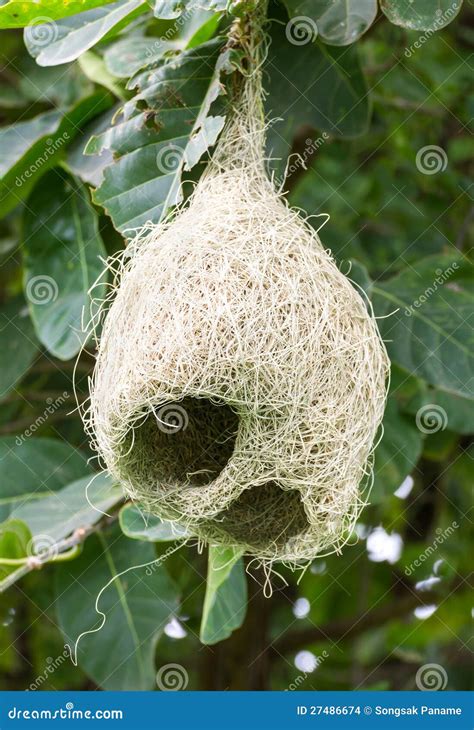 Baya weaver bird nest stock photo. Image of weavers, nest - 27486674