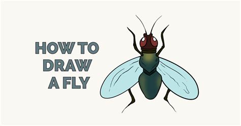 How to Draw a Fly - Really Easy Drawing Tutorial