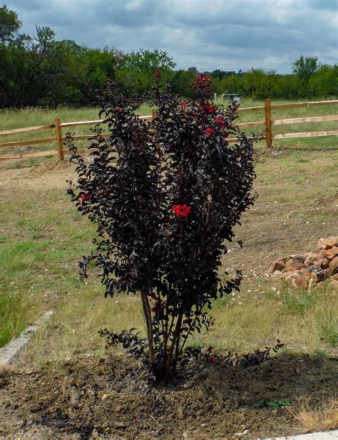 Black Crape Myrtle Trees