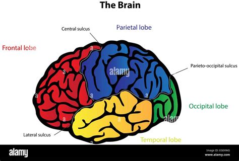 The Brain Labeled Diagram Stock Vector Image & Art - Alamy