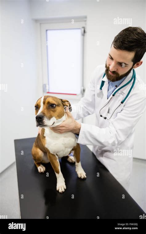 Vet examining a dog Stock Photo - Alamy