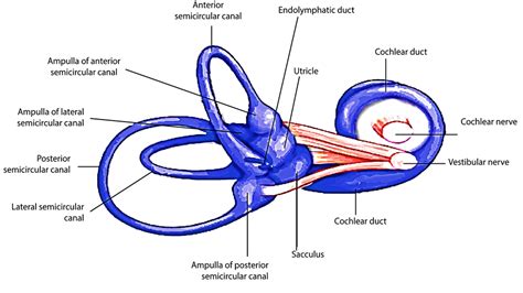 The true sense of equilibrium is located in(a) Utriculus(b) Sacculus (c ...