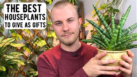 The Best Houseplants To Give As Gifts - GardenInBloom.com
