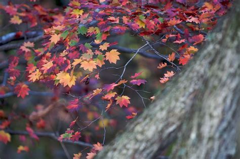 These are your fall colors | Red, green, yellow, red, purple… | Flickr