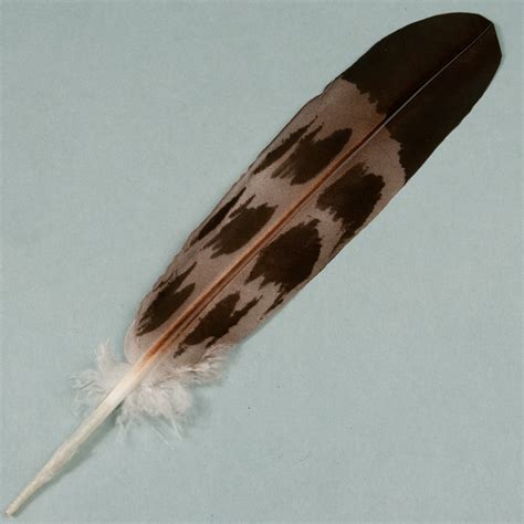 Eagle Feathers | Hand Painted Imitation Eagle Feathers- Hand Painted Mature Golden Eagle