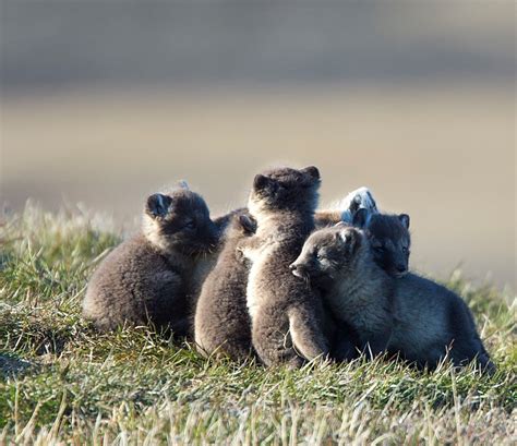 Arctic fox pups | Fox pups, Arctic fox, Pup