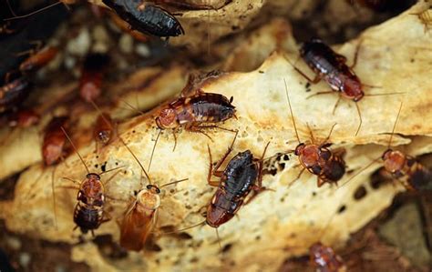 A Guide To Turkestan Cockroach Prevention In CA | Pro Active Pest Control