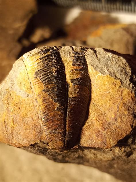 Ordovician fossil - Fossil ID - The Fossil Forum