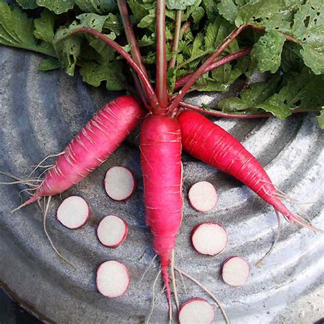 China Rose Radish Seeds - 5 LB Bulk ~210,000 Seeds - Non-GMO, Heirloom, Open Pollinated ...