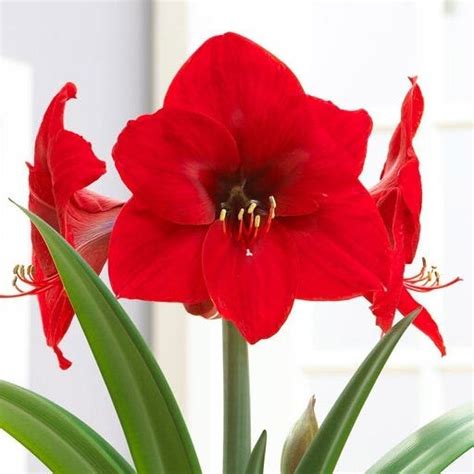 Amaryllis | Kennedy's Country Gardens | Garden Center | Scituate, MA