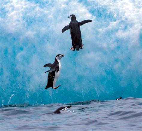 South Sandwich Islands, Saunders Island, Two Penguins Jumping On Iceberg, 2006 : Jeff Shea