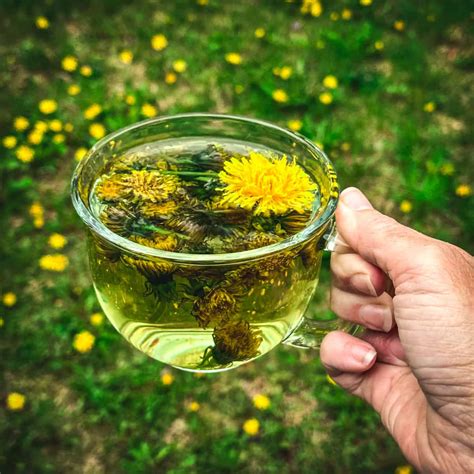 Dandelion Tea for Liver Detox, Stomach Soothing and Bone Health ...