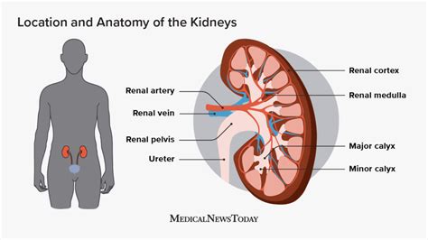 Kidneys: Location, function, anatomy, pictures, and related diseases